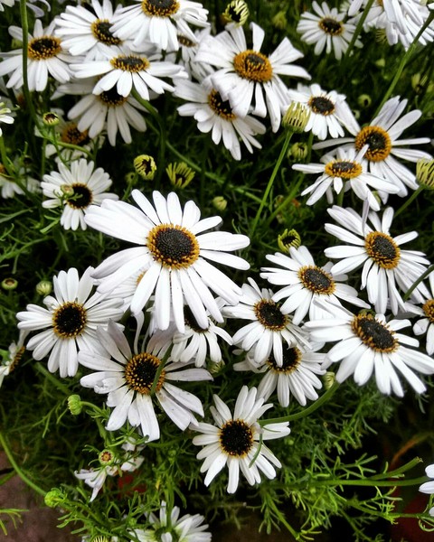 White beauties