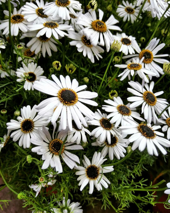 White beauties