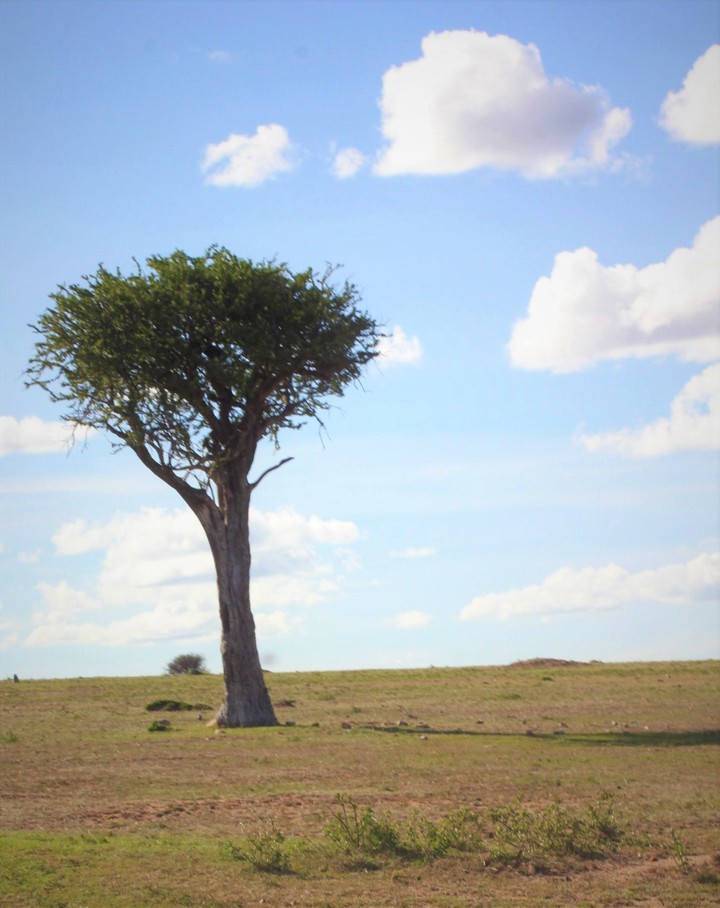 A lone tree