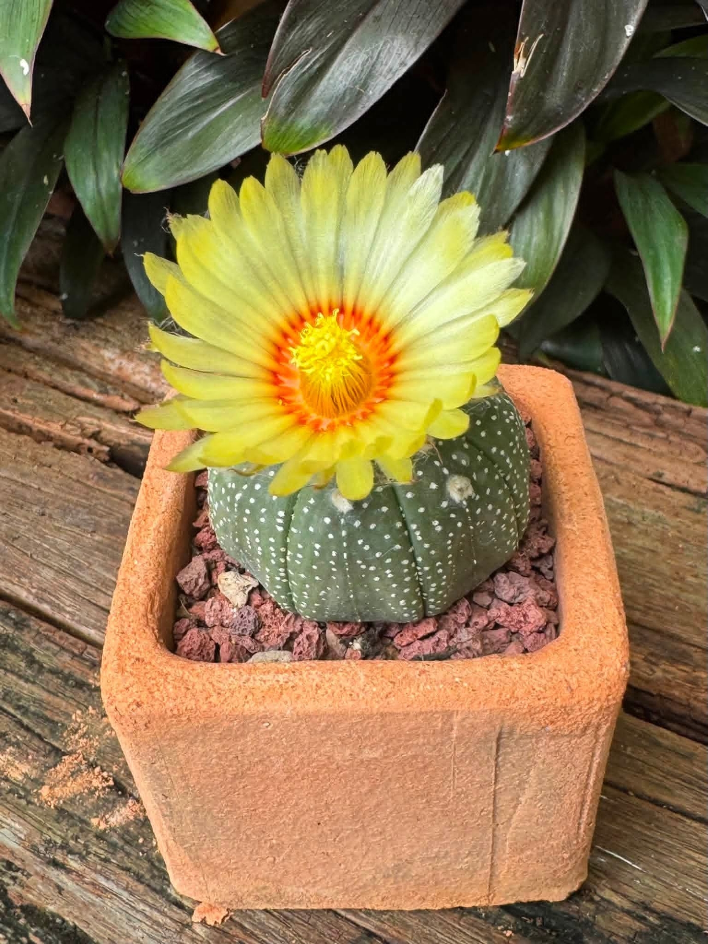 houseplant, Cactus Hintergrundbilder