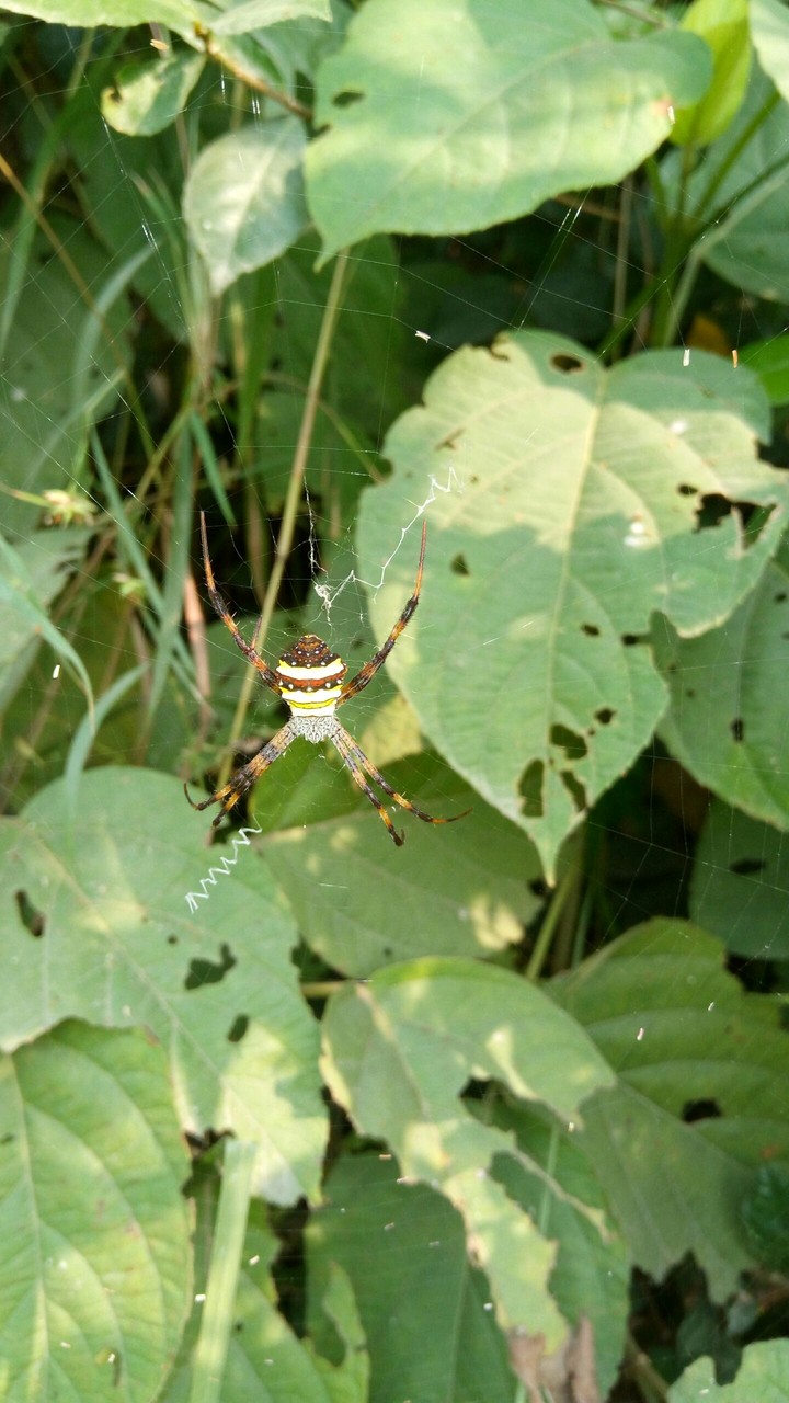 weird spider