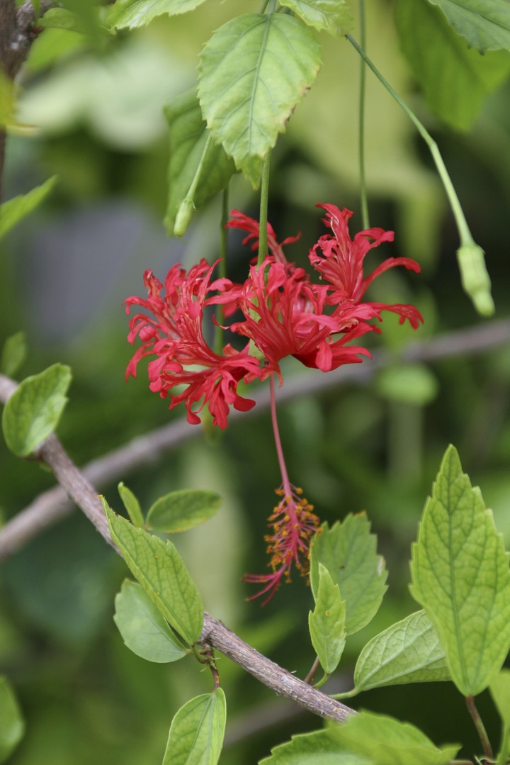 Plant