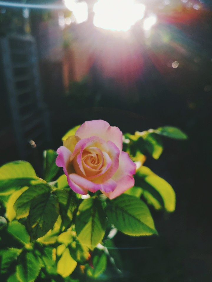 Pink Rose