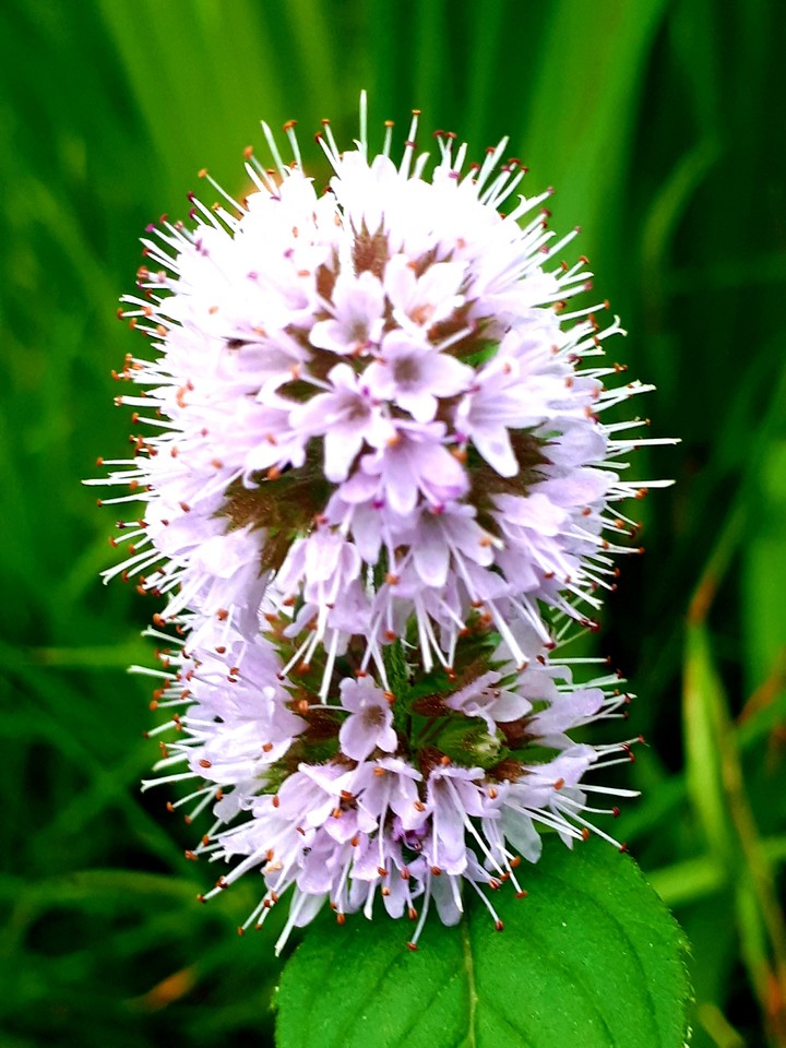 purple flower