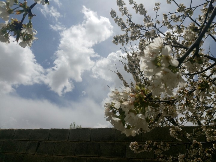 spring in Shiraz_Iran