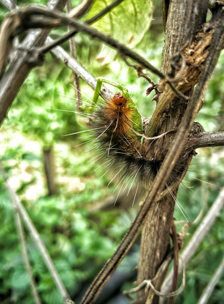 Caterpiller