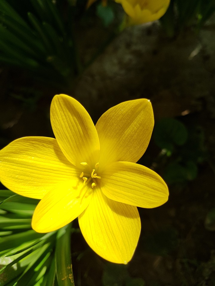 Crocus sativus