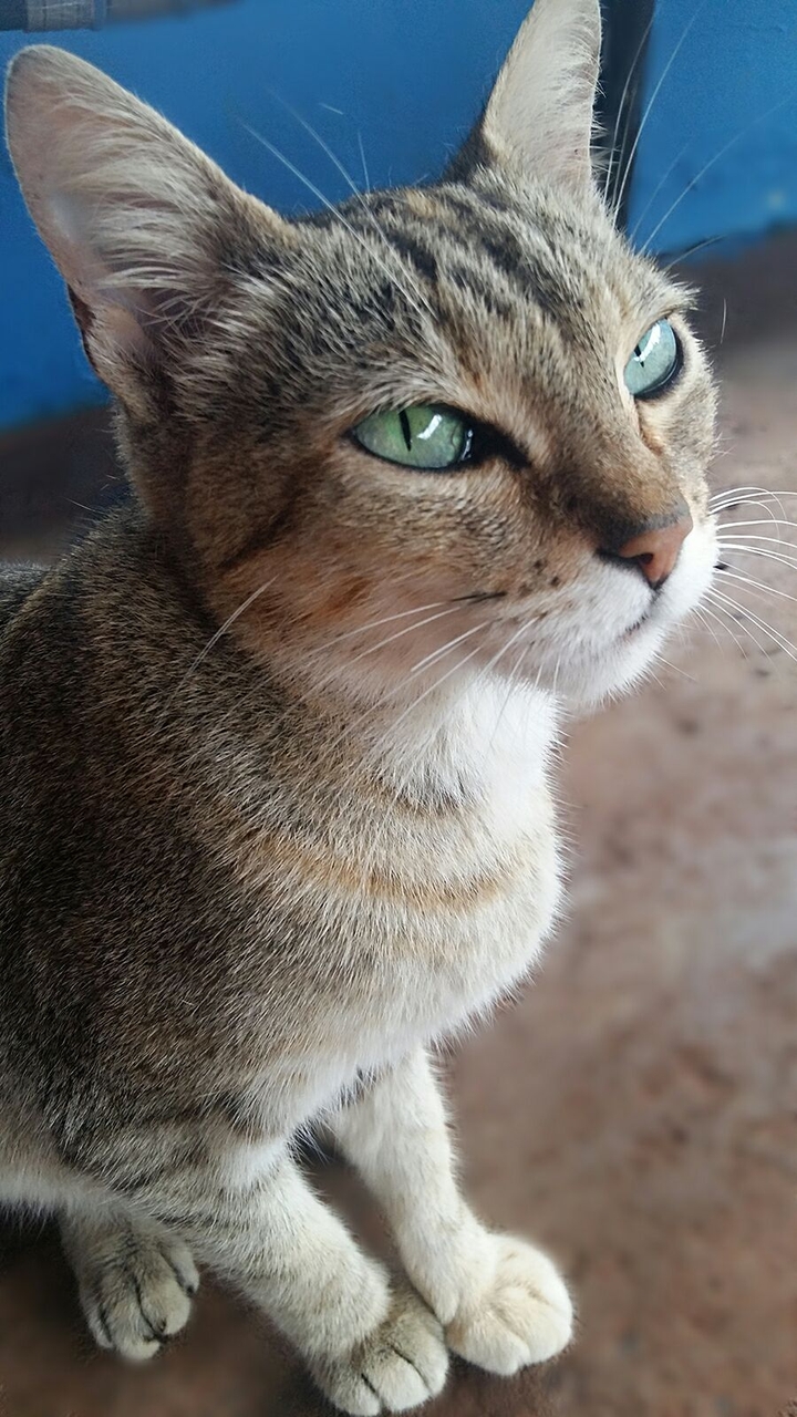 Animais