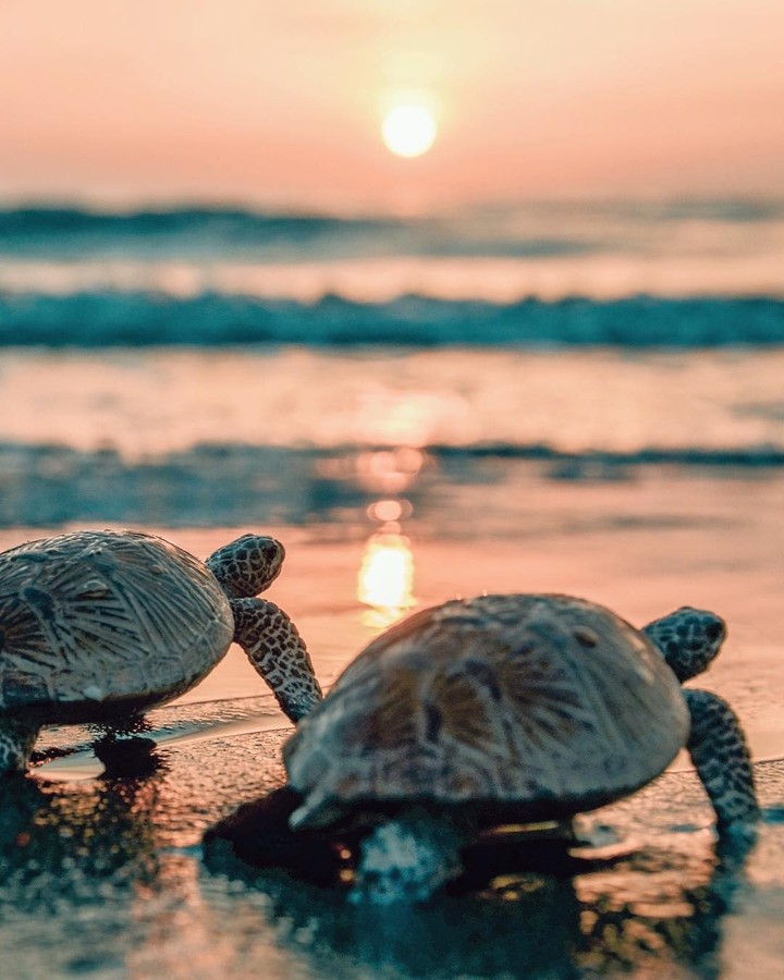turtles <3
