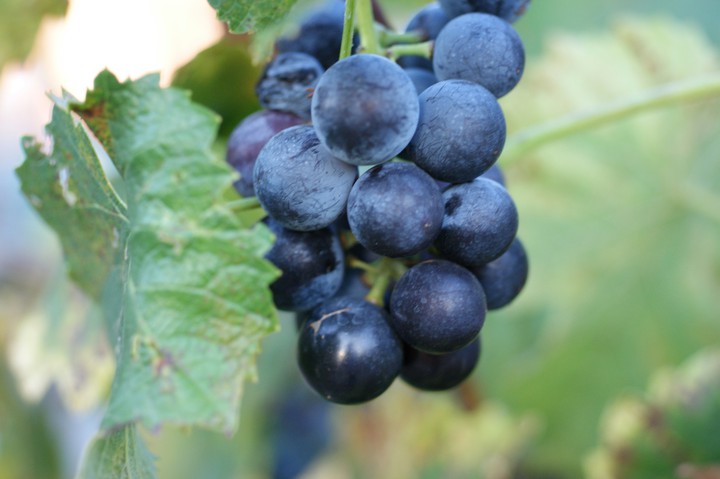Grapes