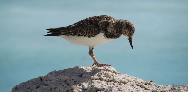 bird