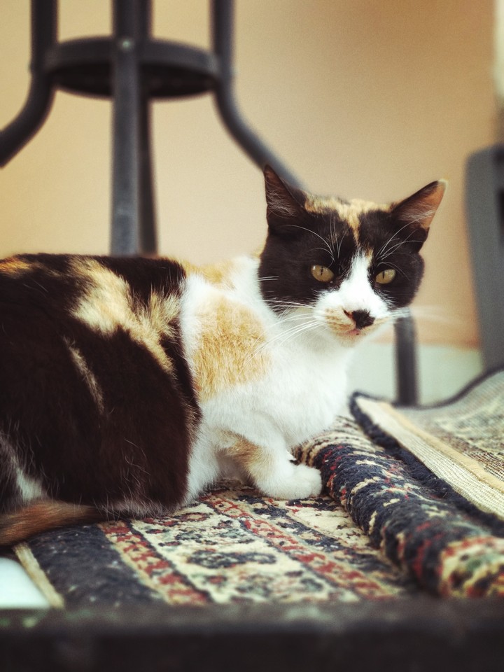 my cat