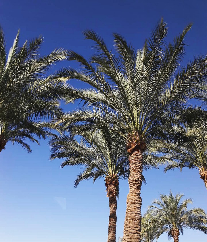palmtree