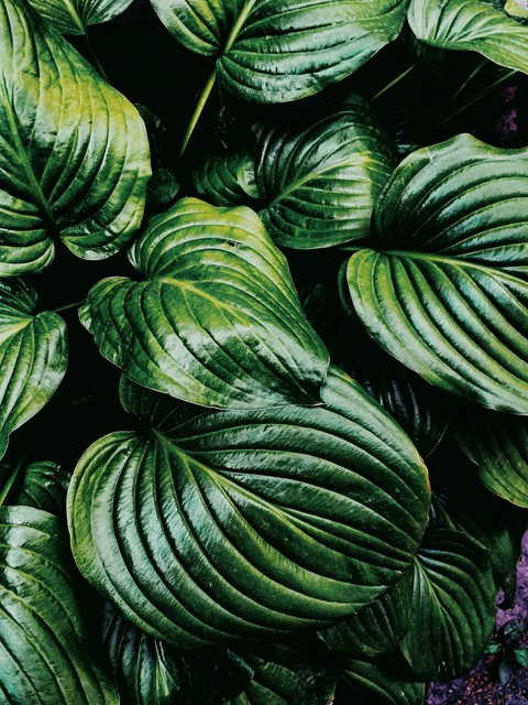 Leaves