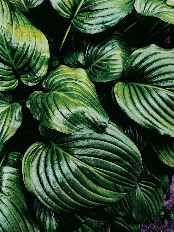 Leaves