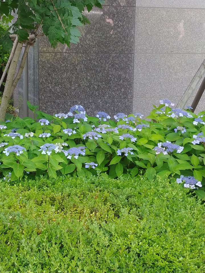 보랏빛 꽃