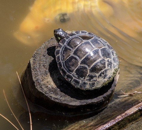 обои wildlife, geoemydidae