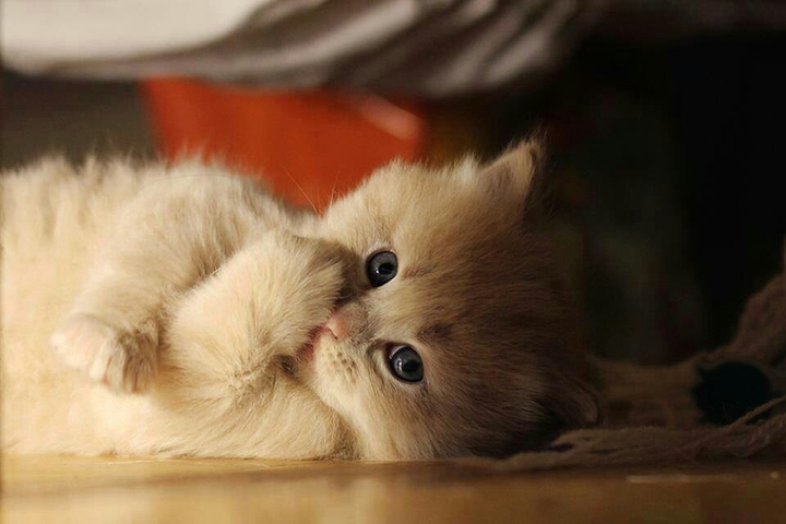 cute