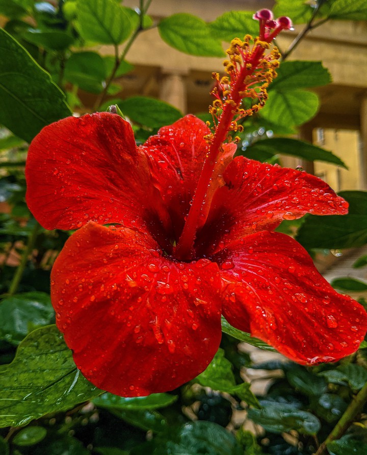 red ?