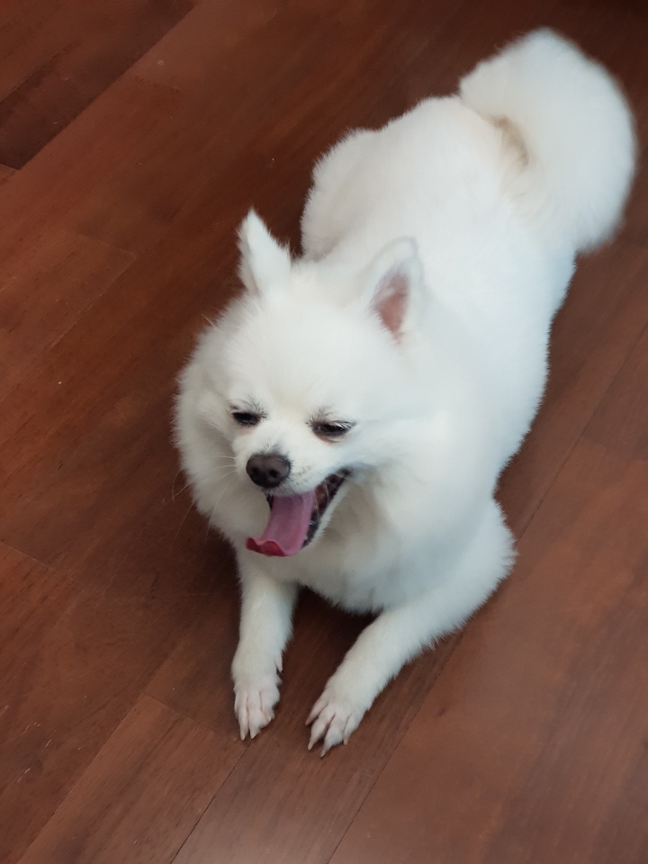 포메라니안