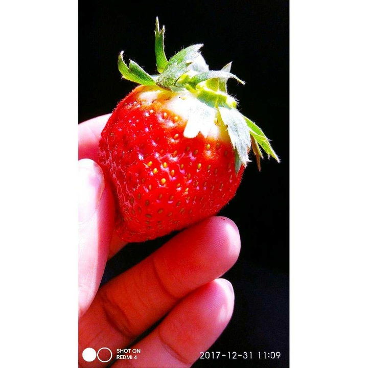 strawberry
