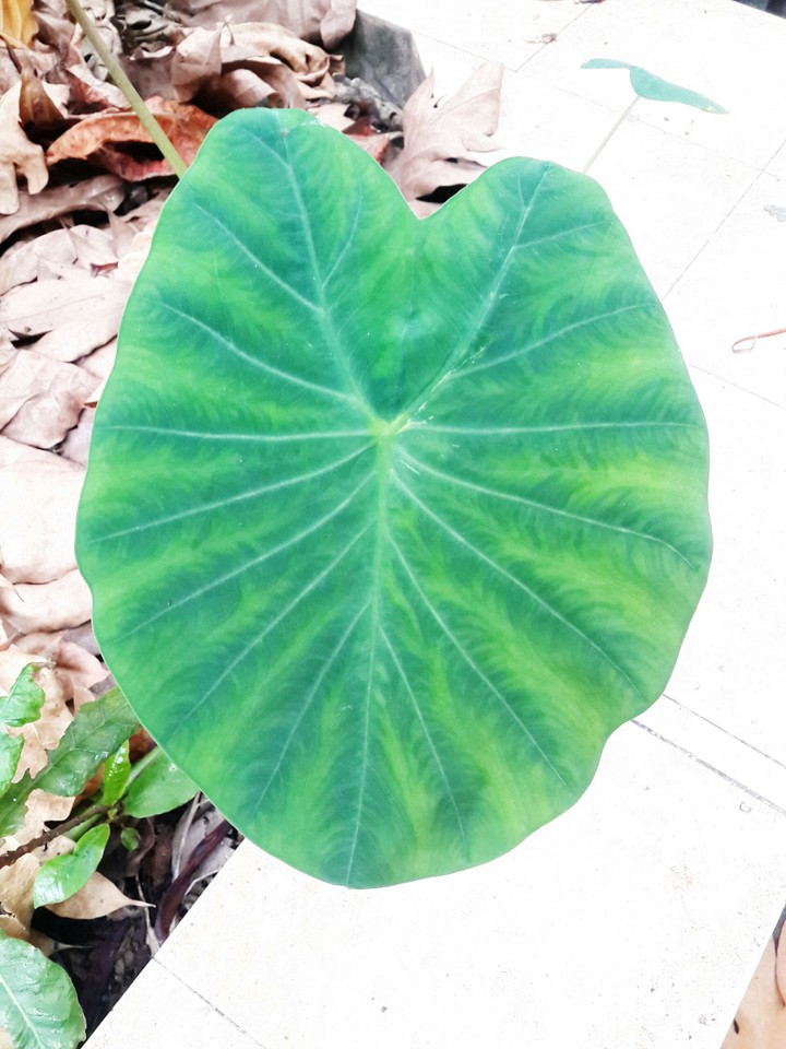 big leaf