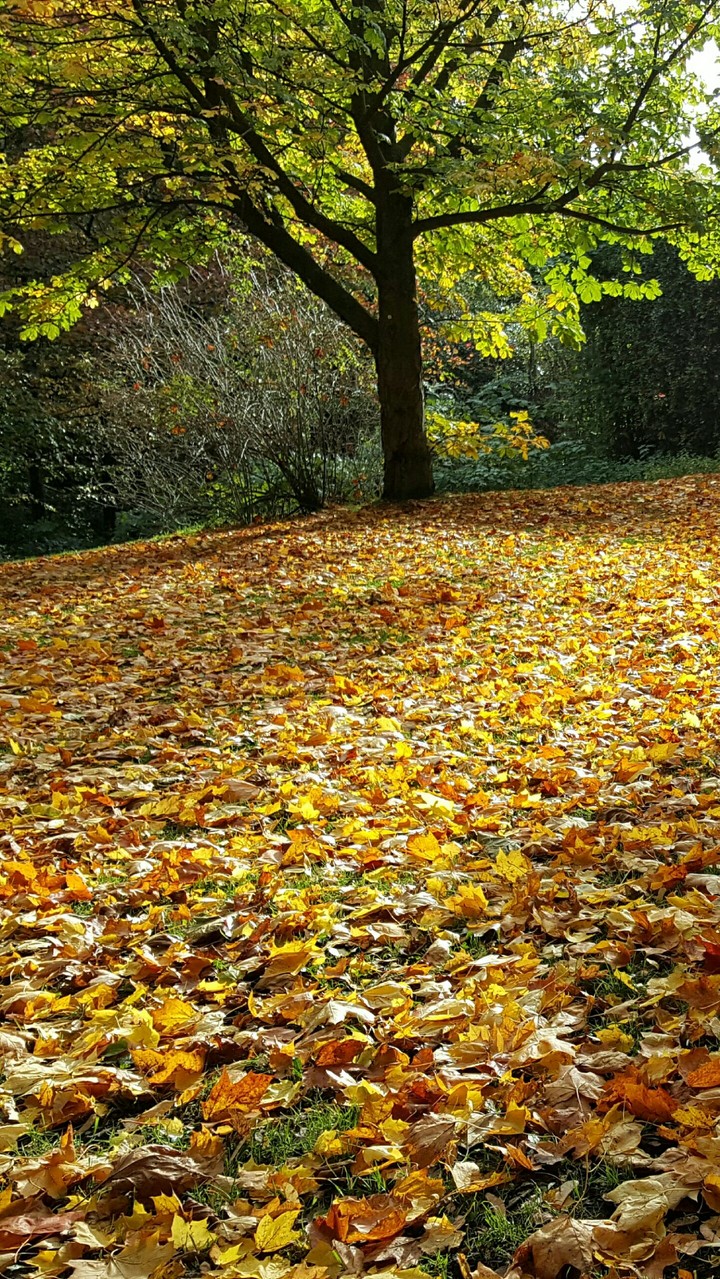 Autumn leaves