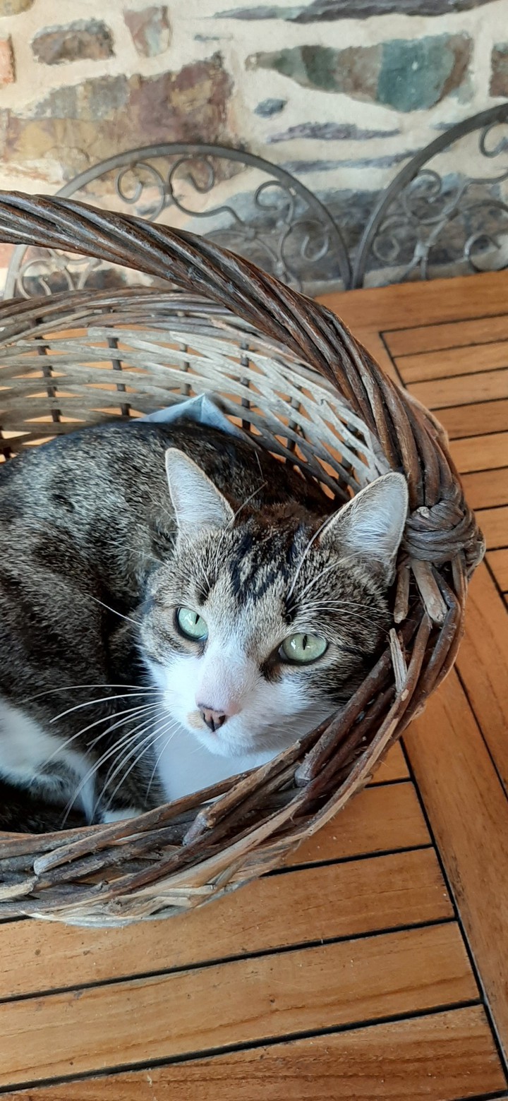 mon chat filou