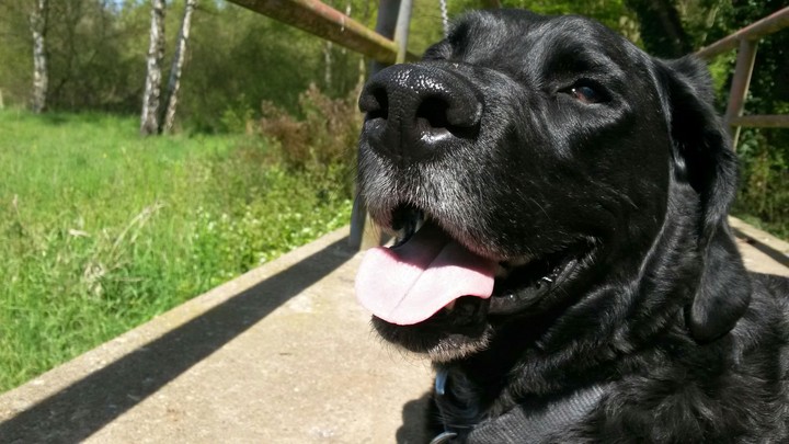 Thats my Dog