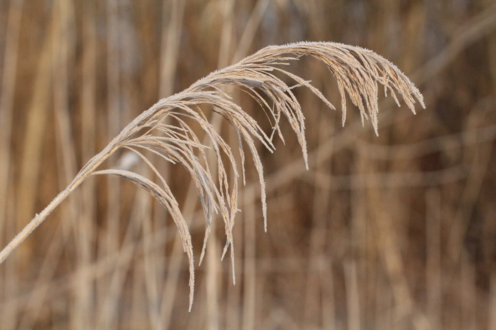 Countryside