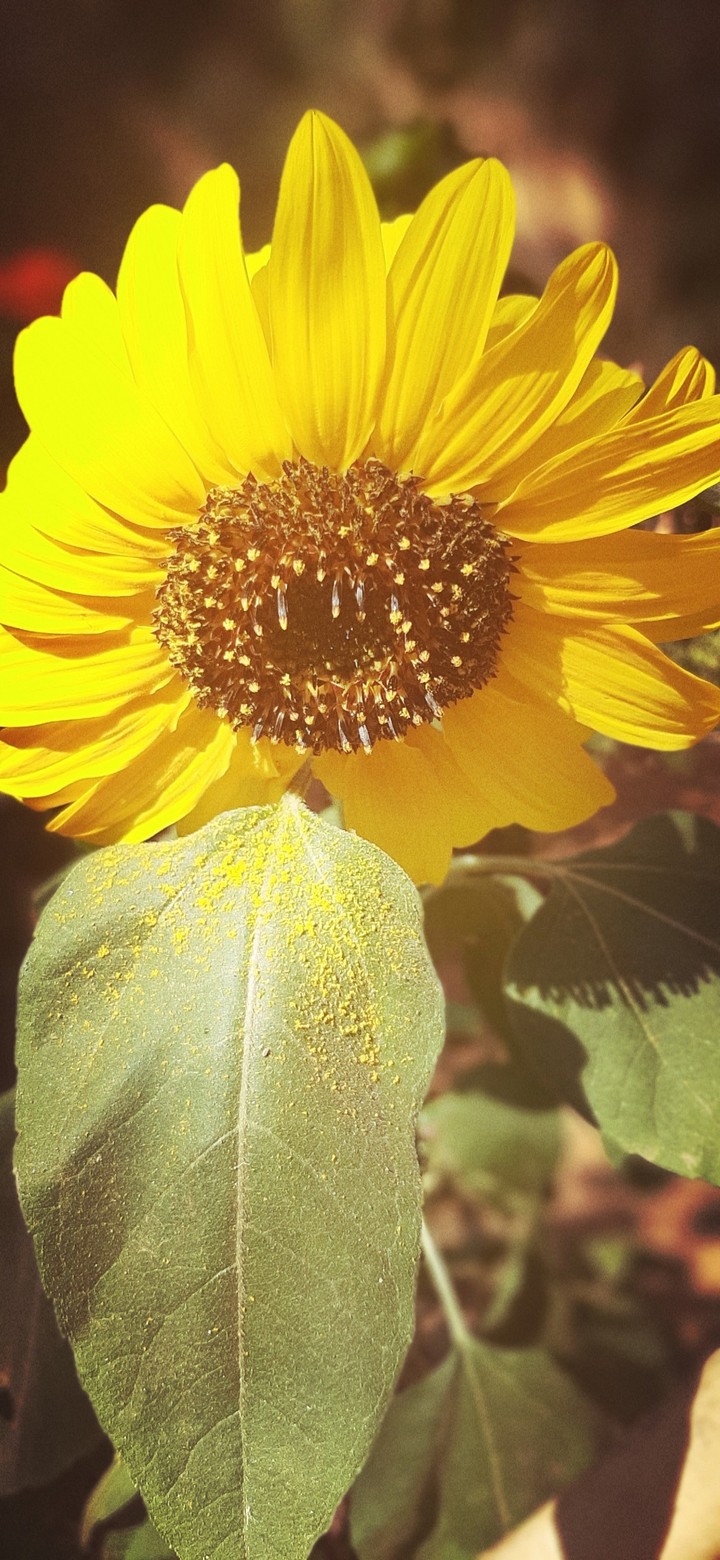 sunflower