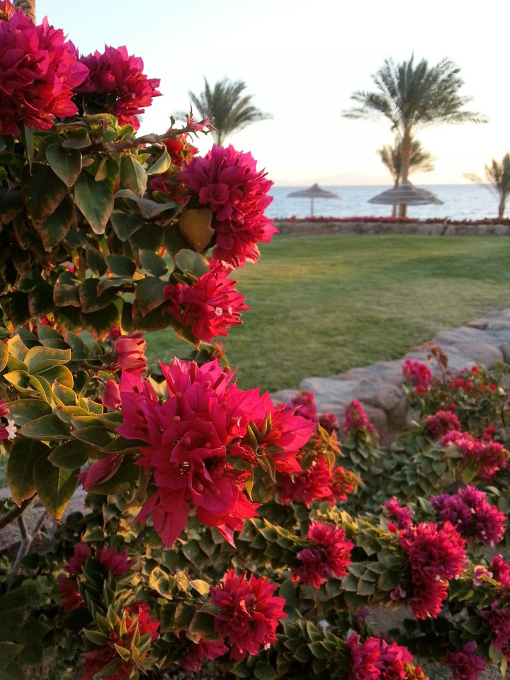 Red flowers.