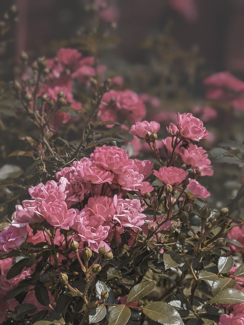 Roses