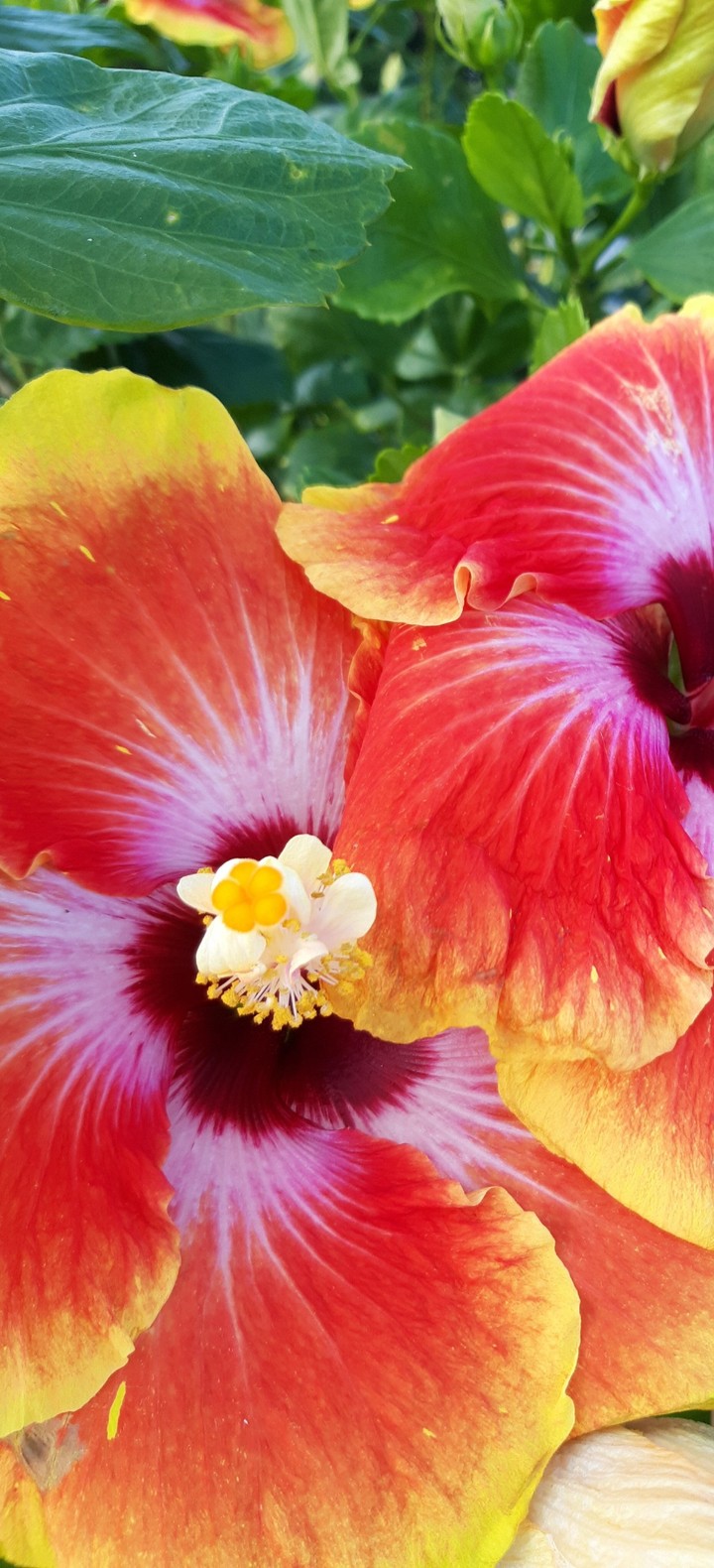 lovely flower