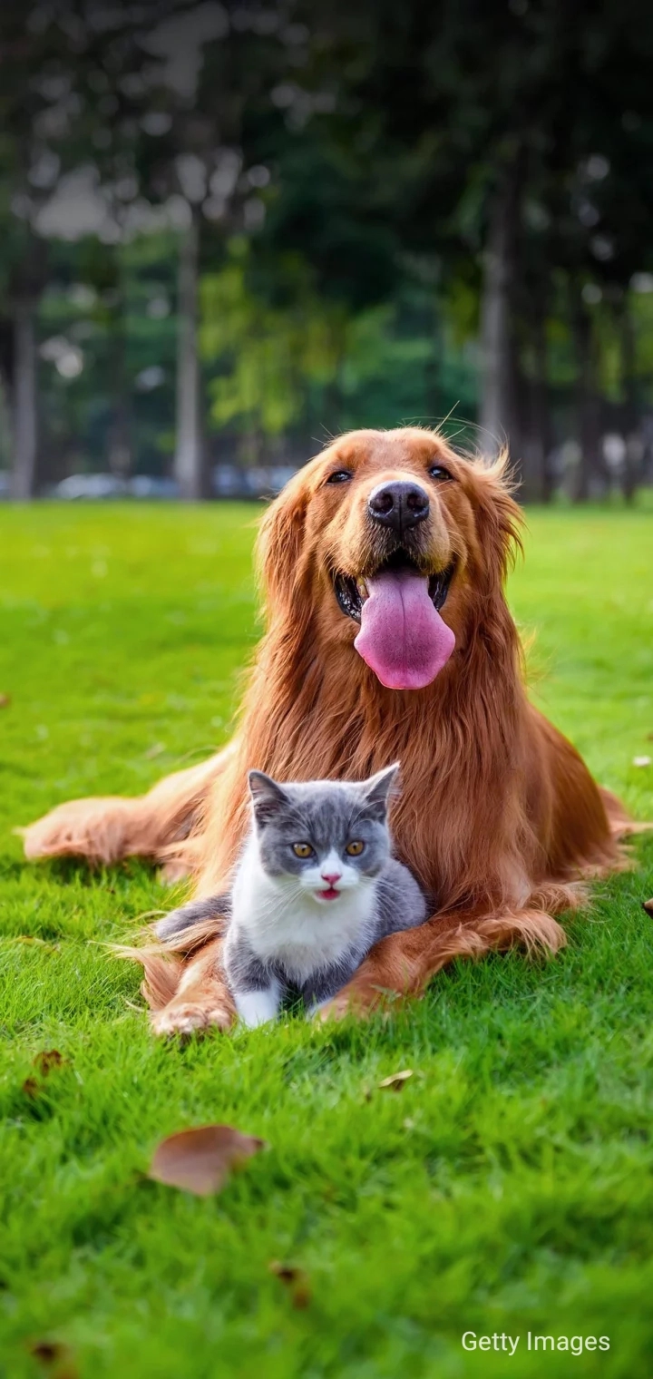 Cutee Dog&Cat Getty Image ♡⃛◟( ˊ̱˂˃ˋ̱ )◞⸜₍ ˍ́˱˲ˍ̀ ₎⸝◟( ˊ̱˂˃ˋ