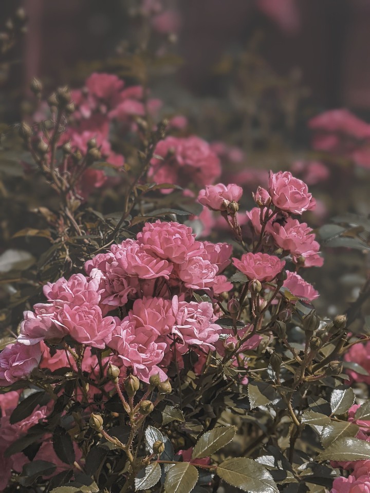 Roses