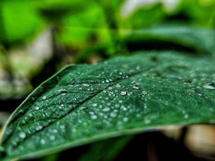 Water drops