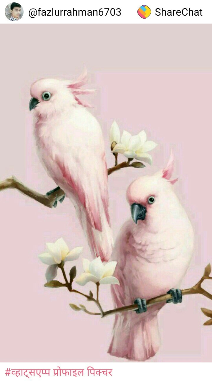 birds