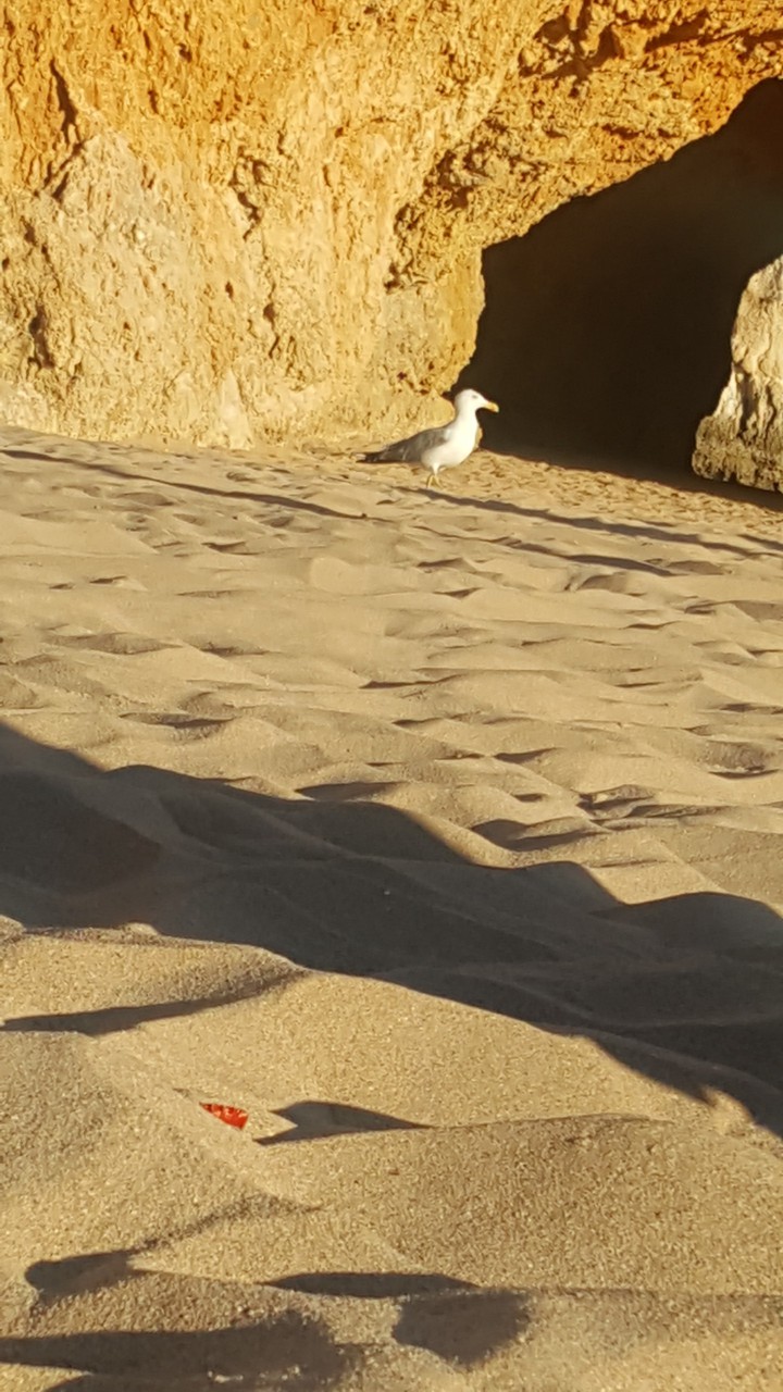 gaivota