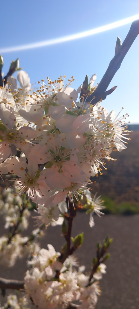 sfondi Pollen, wildflower