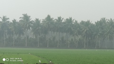 fog