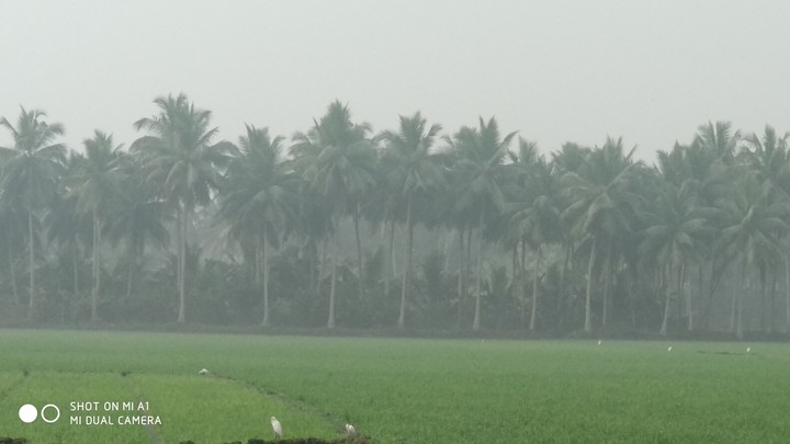 fog