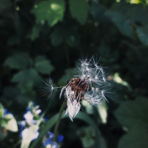 dandelion seeds