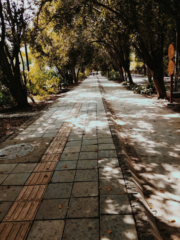 falling leaves