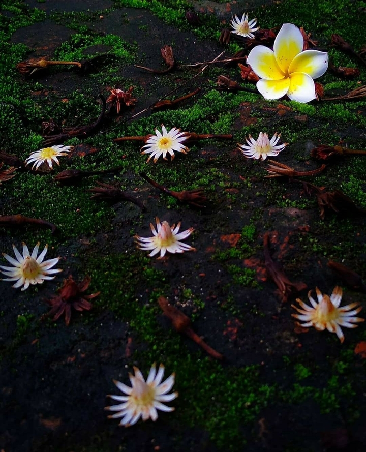 flowers