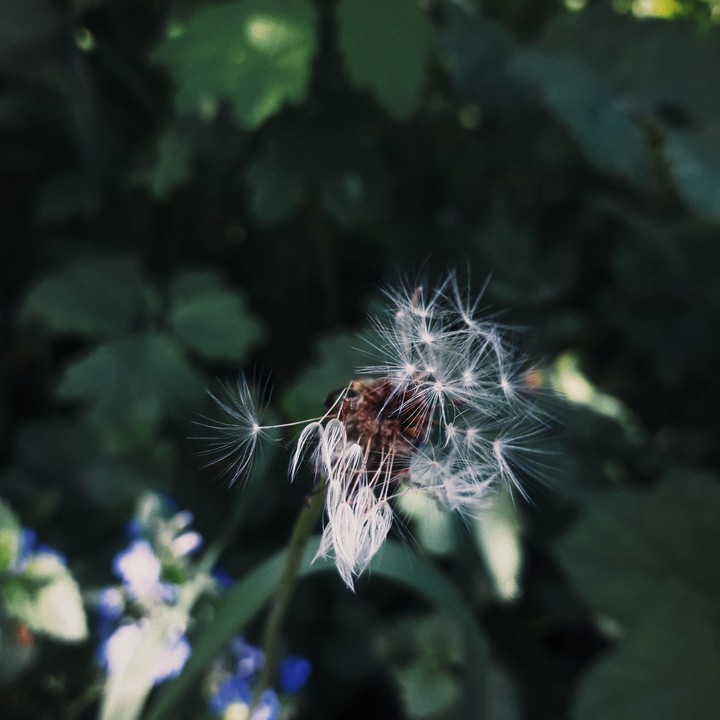 dandelion seeds