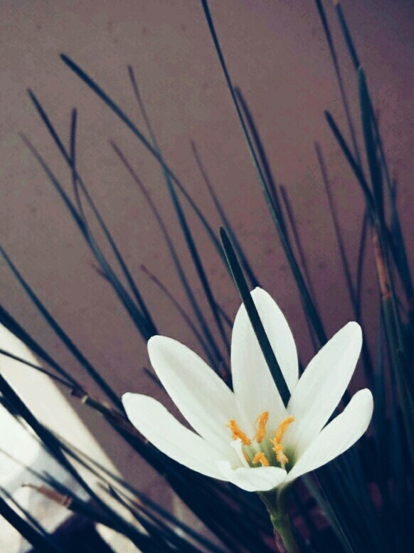 White Flower