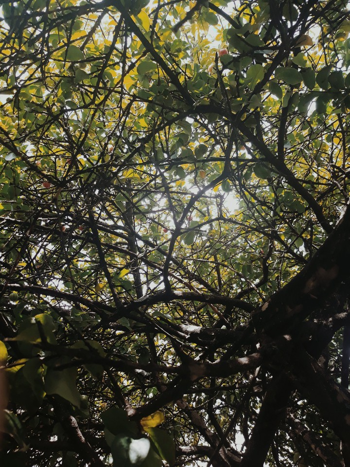 Under the tree