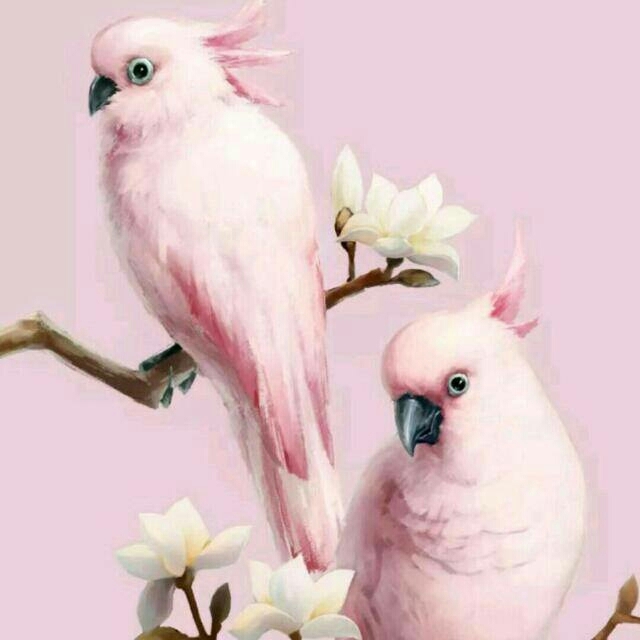 lovely birds