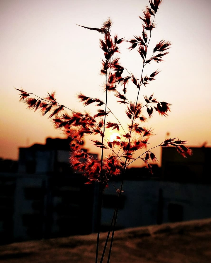 Adventure in plants photography